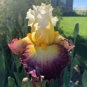 Meet your Posher, Ann